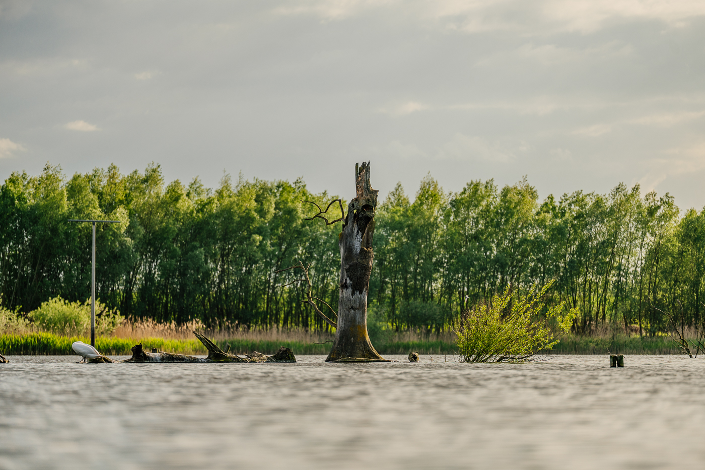 Totholz und abgestorbener Baum im Holzendorfer See vor einem bewaldeten Ufer.