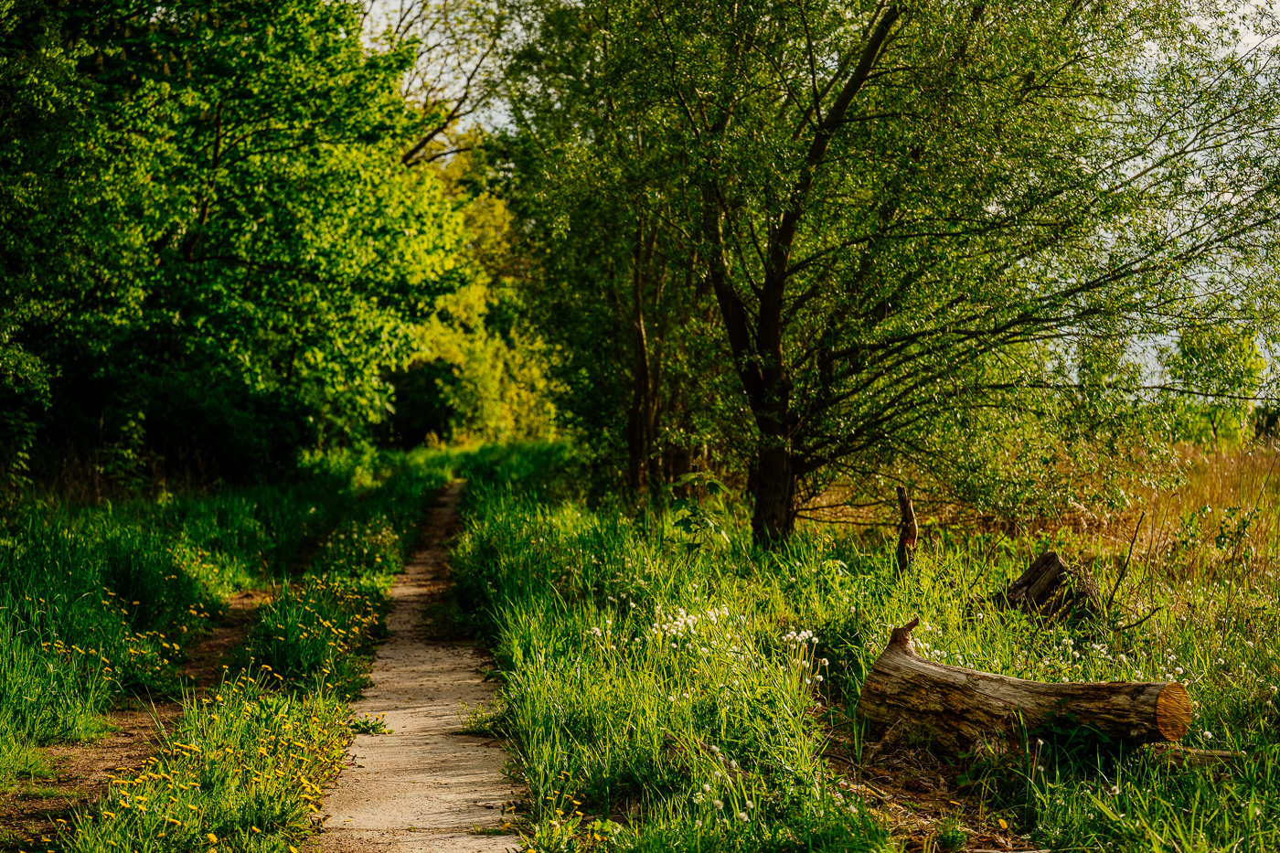 Schmaler Weg zwischen dichtem Grün und alten Bäumen am Holzendorfer See.