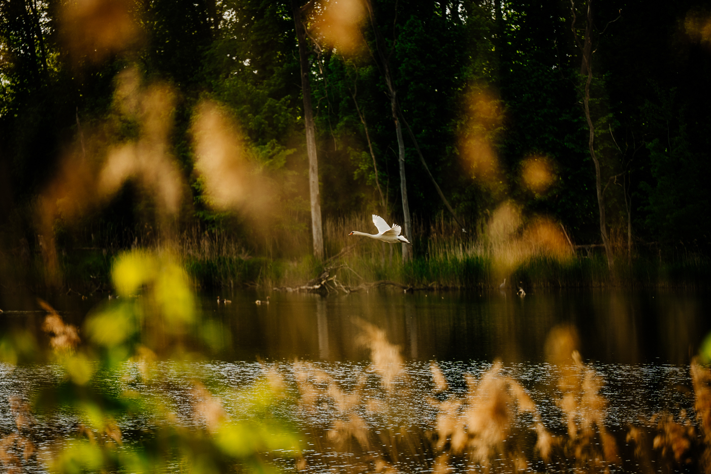 Weißer Schwan fliegt über den Holzendorfer See zwischen Schilf und Bäumen.