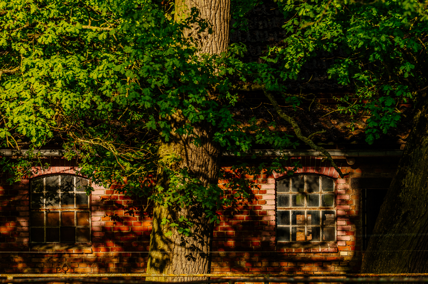 Alte Backsteinfassade mit großen Fenstern hinter mächtigen Bäumen in Holzendorf.