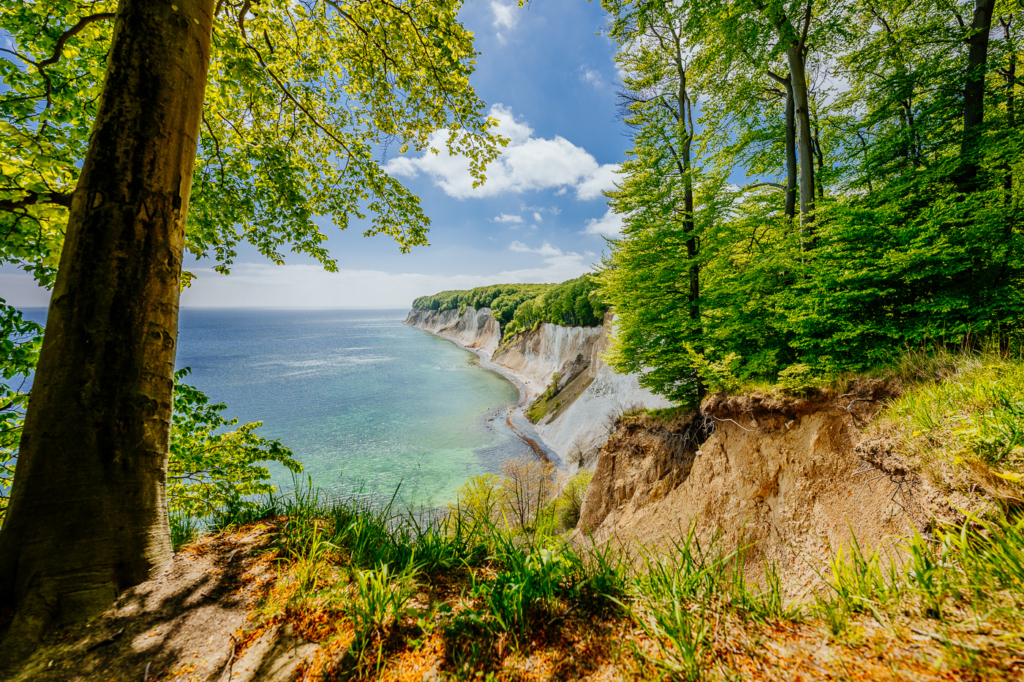 Blick durch den Buchenwald auf die Kreideküste im Nationalpark Jasmund auf Rügen.