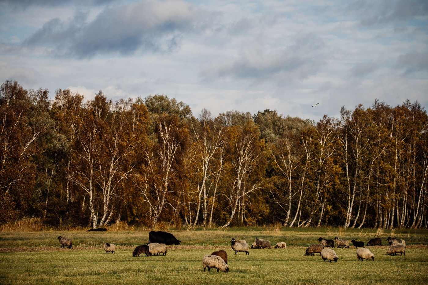 Die Rauhwolligen Pommerschen Landschafe der Brüder Westphal im Herbstlicht