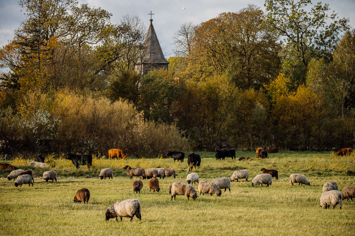 Die Rauhwolligen Pommerschen Landschafe der Brüder Westphal im Herbstlicht vor der Kirche von Grüß Zicker