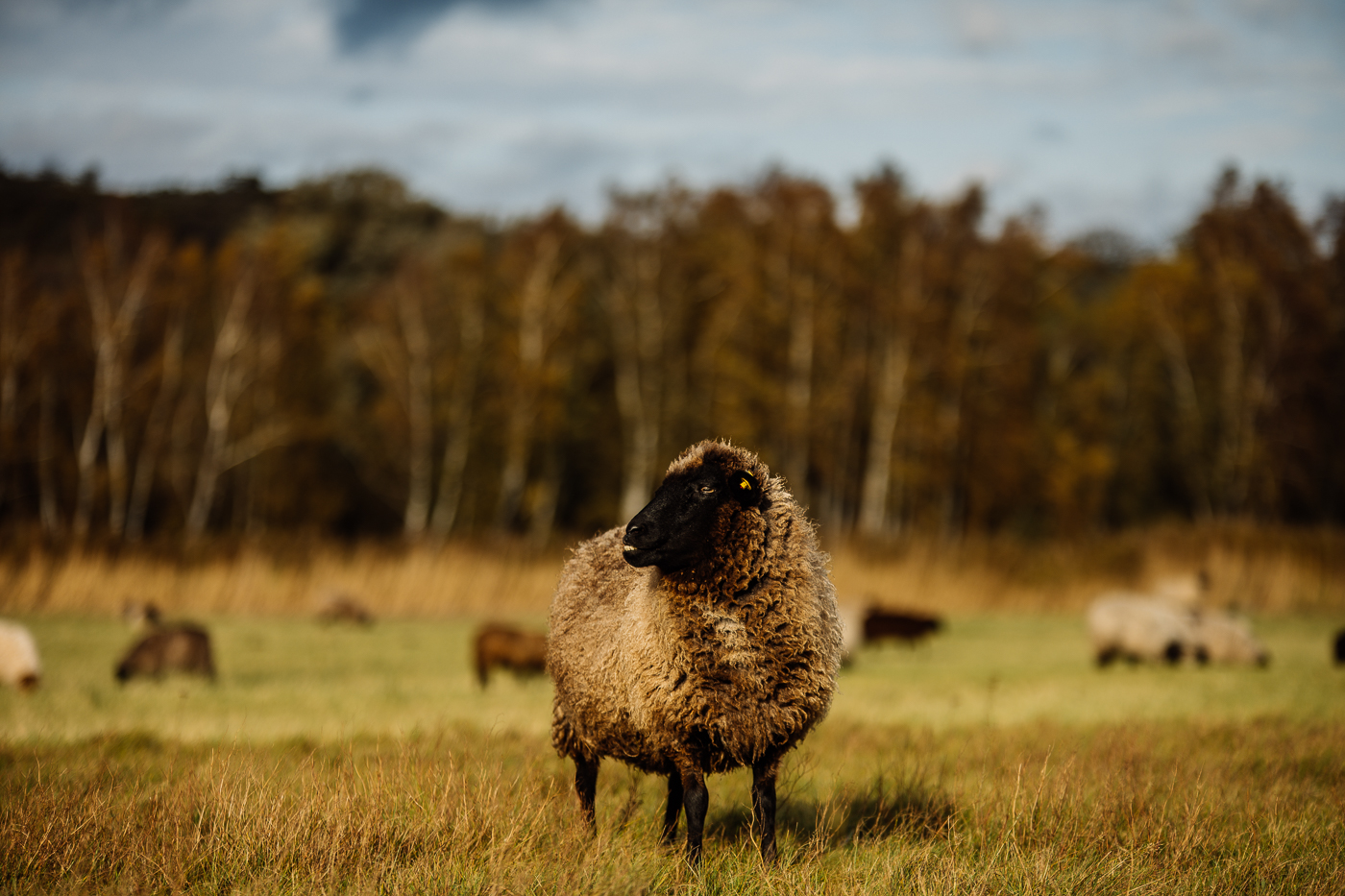 Rauhwolliges Pommersches Landschaf im Herbstlicht