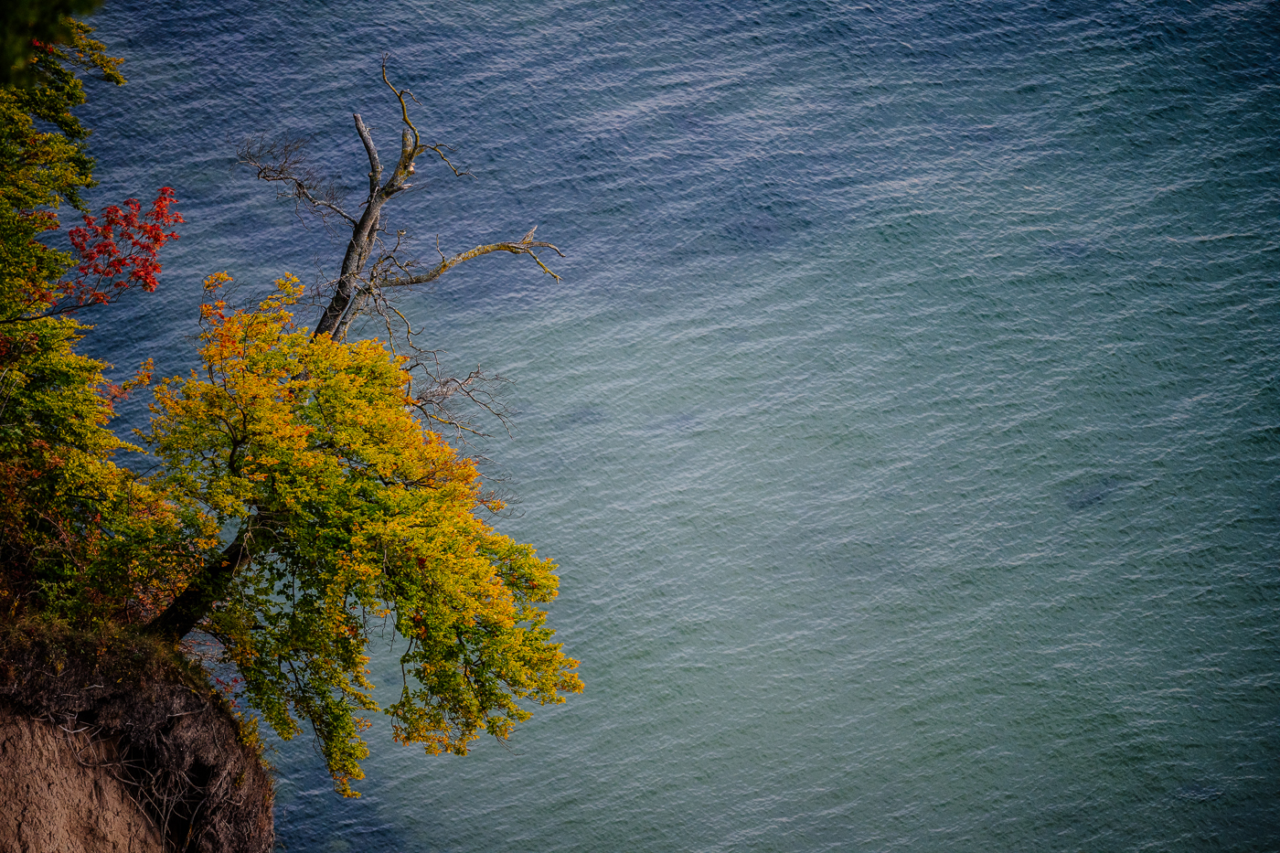 Herbstlich gefärbte Bäume an der Steilküste im Nationalpark Jasmund mit Blick auf die Ostsee. Herbstliche Stimmung an der Kreideküste von Rügen