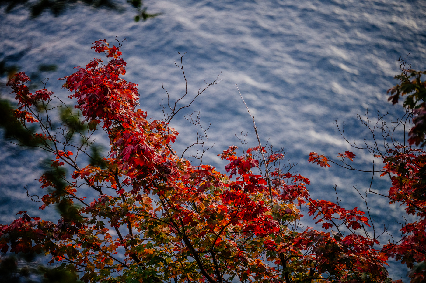 Rotes Herbstlaub vor der Ostsee an der Kreideküste im Nationalpark Jasmund auf Rügen. Bunte Laubfärbung an der Kreideküste von Rügen