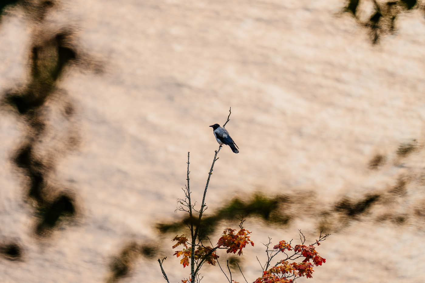 Vogel auf einem Ast vor einer hellen Kreidewand an der Kreideküste im Nationalpark Jasmund. Vogel auf einem Ast vor einer hellen Kreidewand an der Kreideküste im Nationalpark Jasmund.