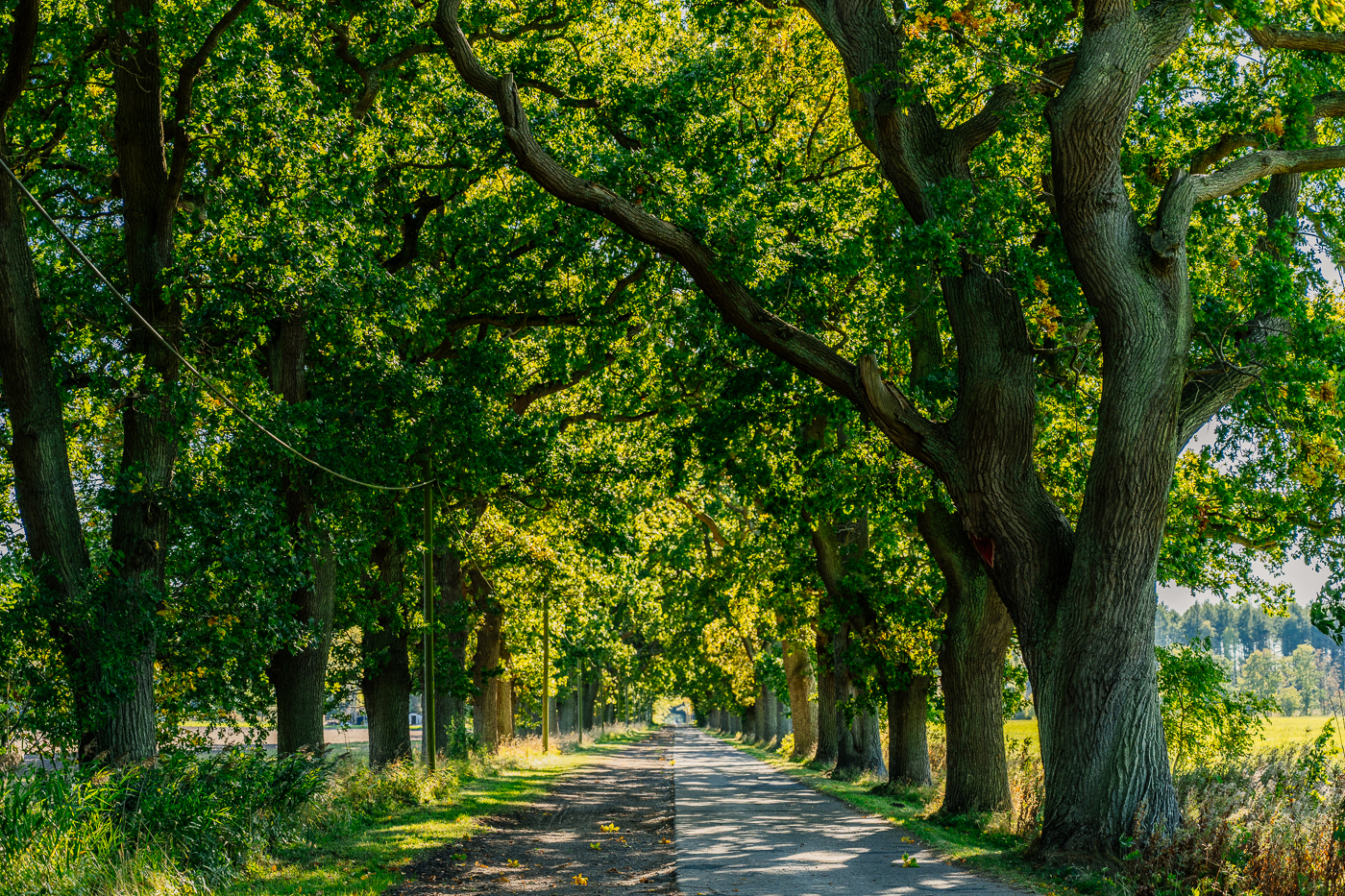 Allee bei Boldewitz auf Rügen mit alten Bäumen und spätsommerlichem Licht. Allee bei Boldewitz auf Rügen mit alten Bäumen und spätsommerlichem Licht.
