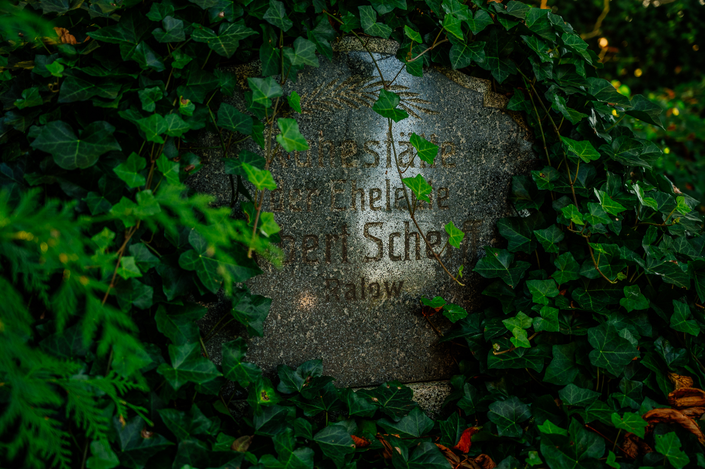Verwachsener alter Grabstein auf dem Friedhof in Landow auf Rügen zwischen Efeu und Farnen. Verwachsener alter Grabstein auf dem Friedhof in Landow auf Rügen zwischen Efeu und Farnen.
