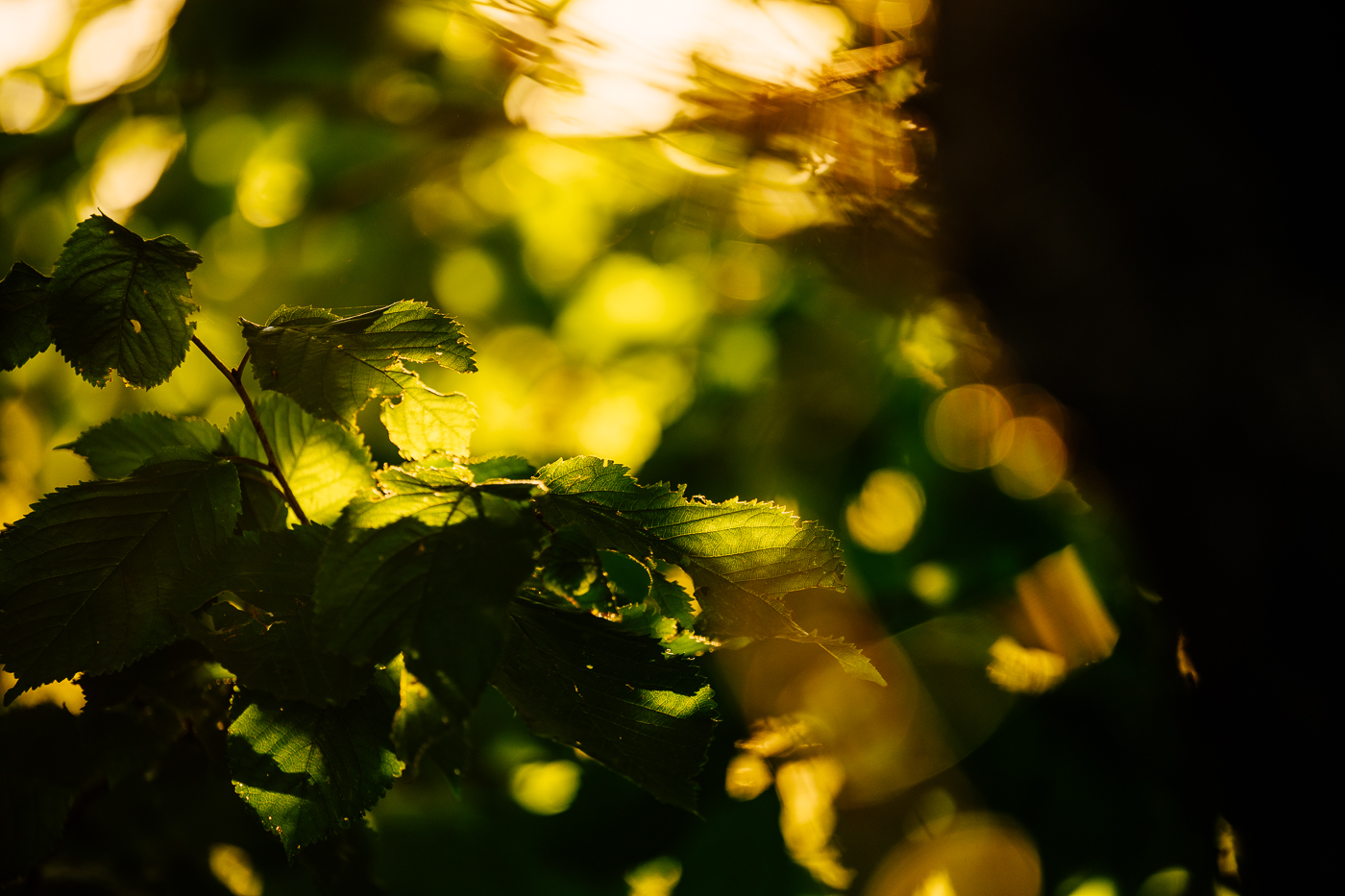 Grüne Blätter am Dorfrand von Landow auf Rügen im goldenen Gegenlicht des Herbstes. Grüne Blätter am Dorfrand von Landow auf Rügen im goldenen Gegenlicht des Herbstes.