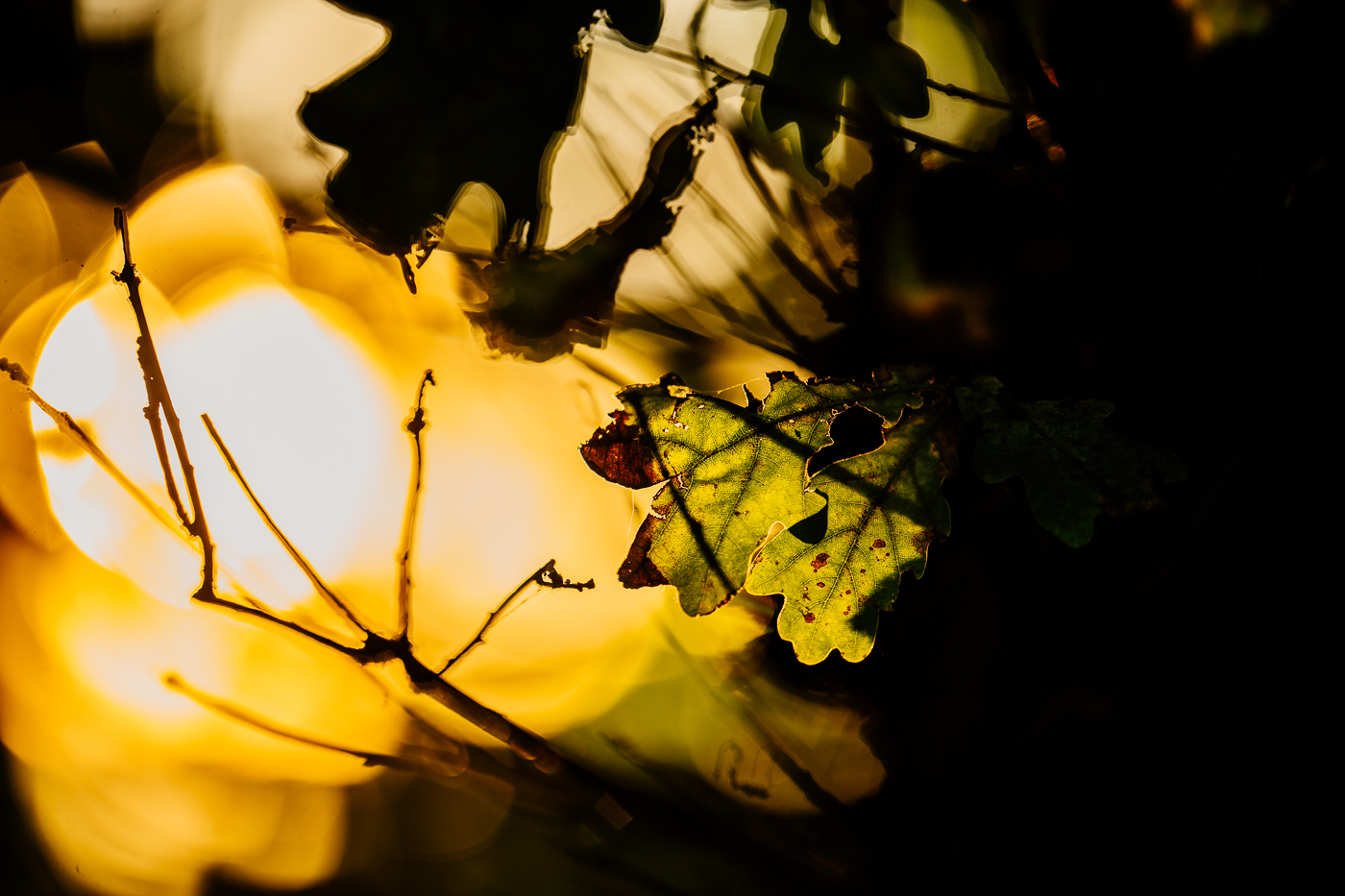 Eichenblätter und Zweige am Dorfrand von Landow auf Rügen vor warmem Herbstlicht. Eichenblätter und Zweige am Dorfrand von Landow auf Rügen vor warmem Herbstlicht.