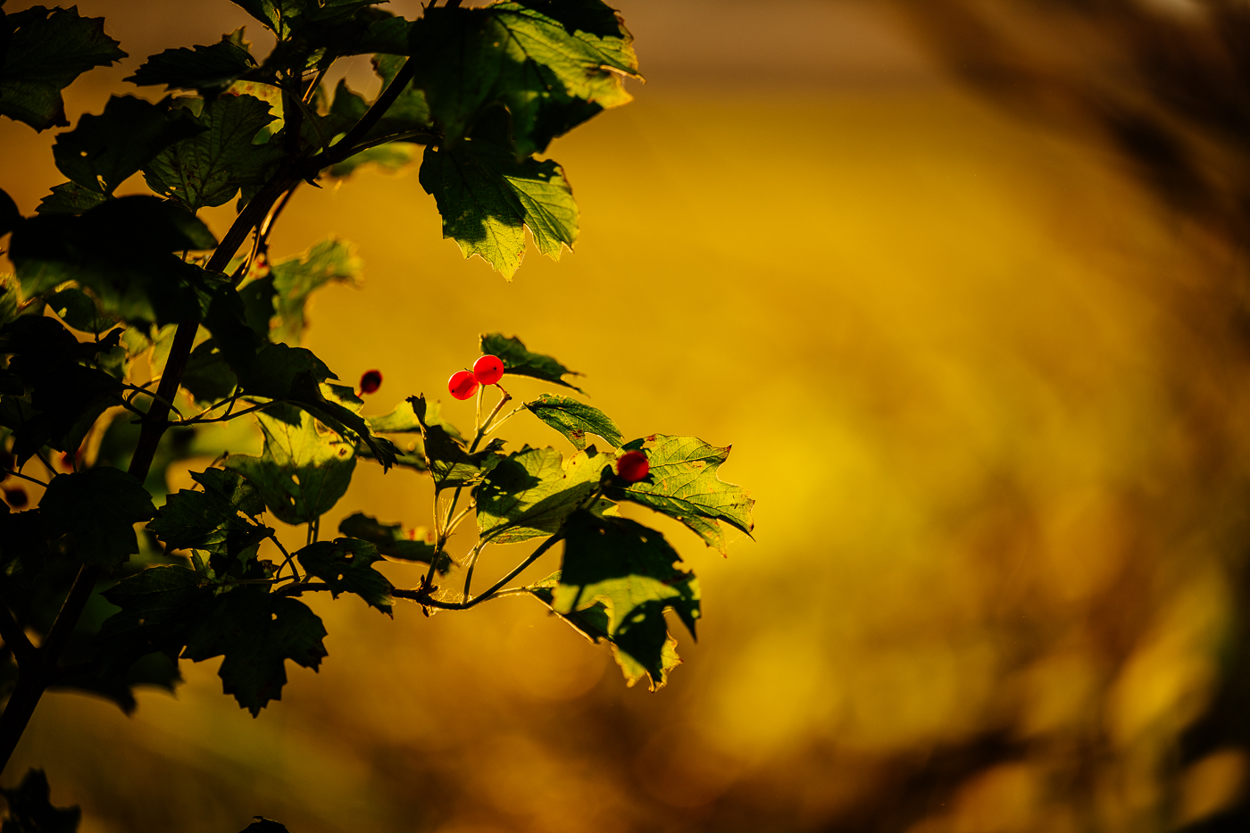 Grüne Blätter mit roten Beeren am Dorfrand von Landow auf Rügen im warmen Herbstlicht. Grüne Blätter mit roten Beeren am Dorfrand von Landow auf Rügen im warmen Herbstlicht.