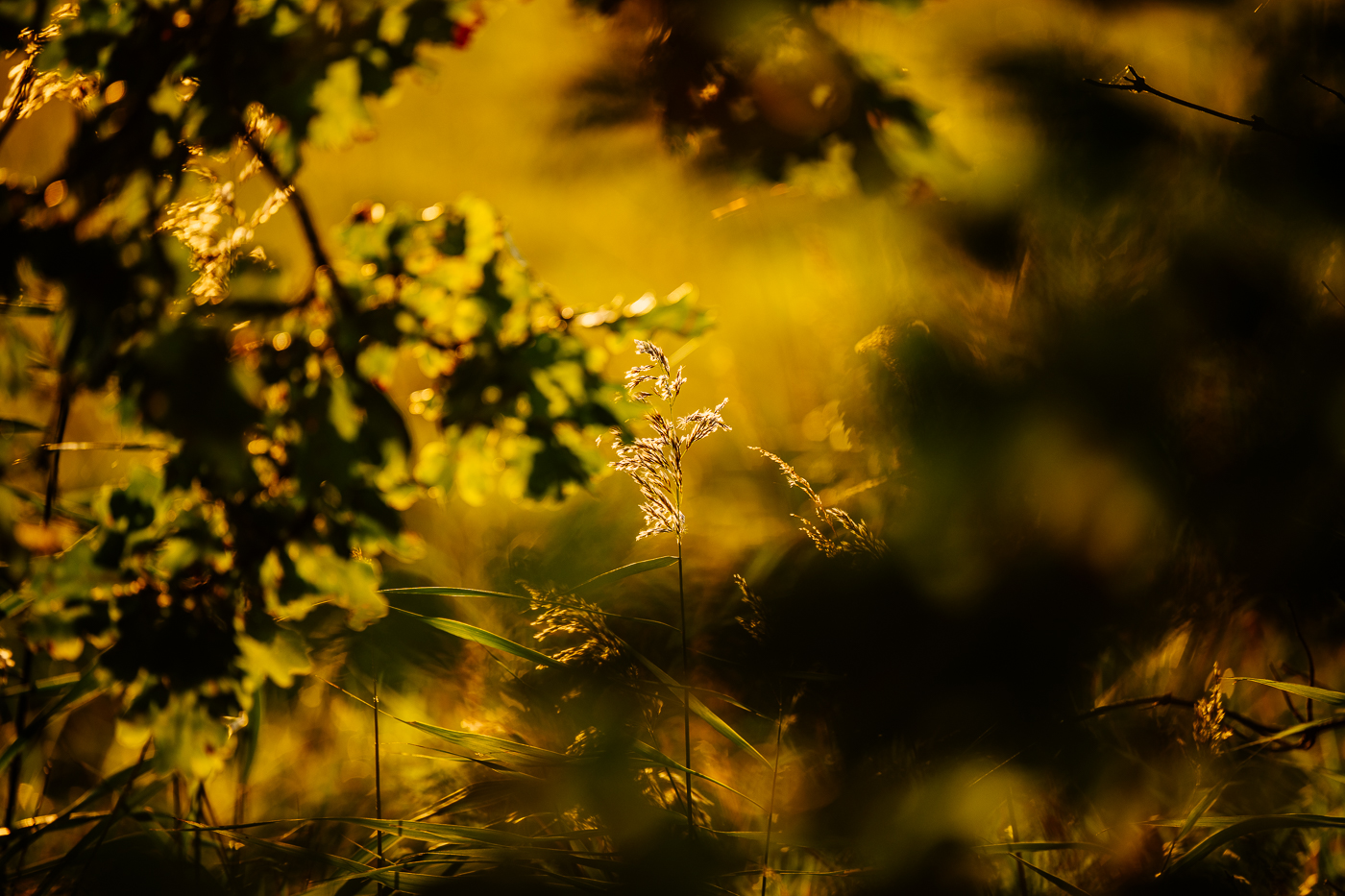 Gräser und Blätter am Dorfrand von Landow auf Rügen im warmen Licht des Herbstes. Gräser und Blätter am Dorfrand von Landow auf Rügen im warmen Licht des Herbstes.