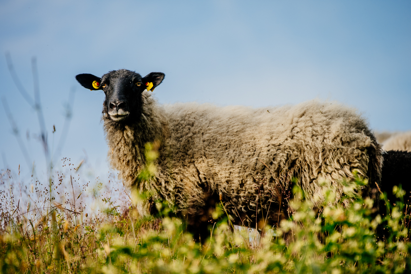 Rauhwolliges Pommersches Landschaf steht seitlich im hohen Gras vor blauem Himmel in den Zickerschen Bergen.