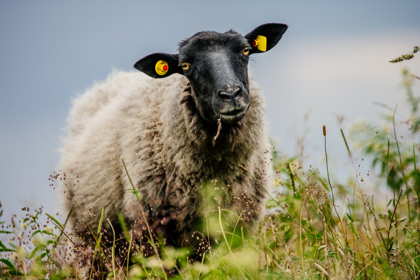 Rauhwolliges Pommersches Landschaf frontal im hohen Gras mit schwarzem Kopf und grauer Wolle auf Mönchgut.