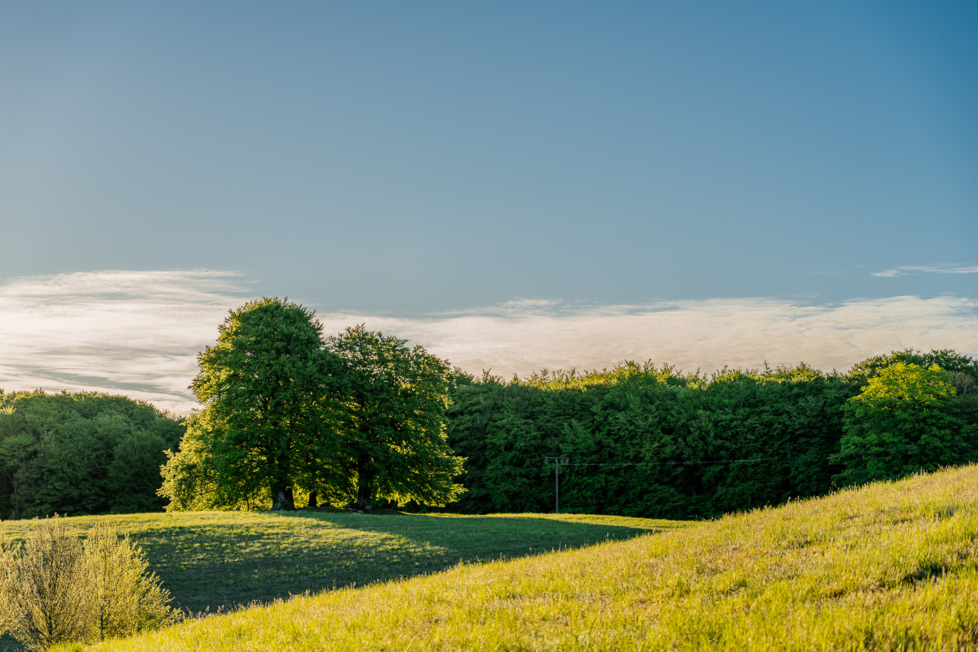 Frühlingswiese am Rand der Stubnitz auf Rügen im frühen Morgenlicht, dahinter der grüne Buchenwald des Nationalparks Jasmund.