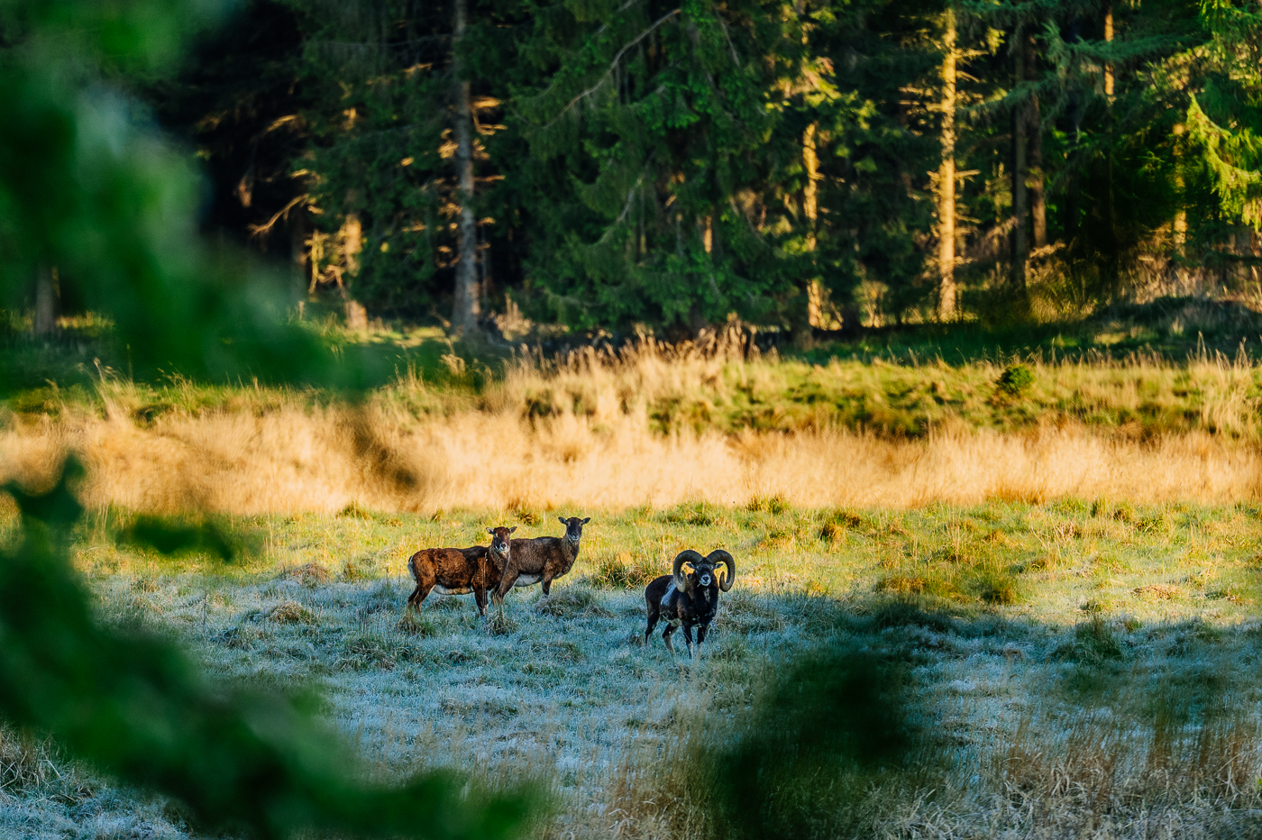 Drei Mufflons stehen am kühlen Frühlingsmorgen auf einer Wiese am Rand des Buchenwaldes im Nationalpark Jasmund auf Rügen.