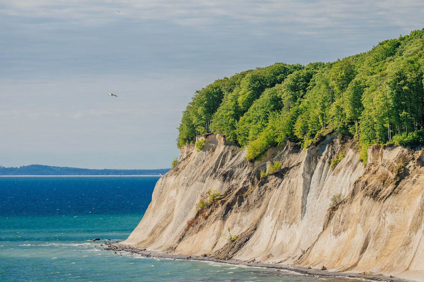 Hohe Kreidefelsen und frühlingsgrüner Buchenwald über der Ostsee an der Küste des Nationalparks Jasmund auf Rügen.