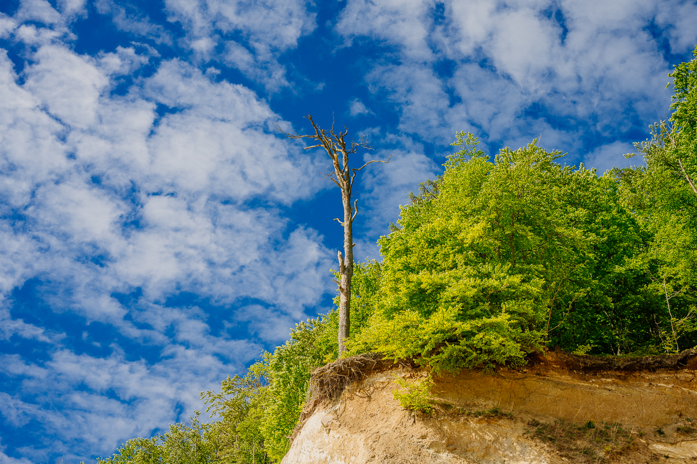 Ein abgestorbener Baum steht unmittelbar an der erodierten Abbruchkante über der Kreideküste im Nationalpark Jasmund.