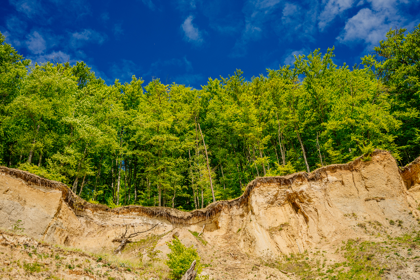 Abgebrochene Kreide- und Lehmschichten unter dem frühlingsgrünen Buchenwald zeigen die fortschreitende Erosion der Küste Jasmunds.