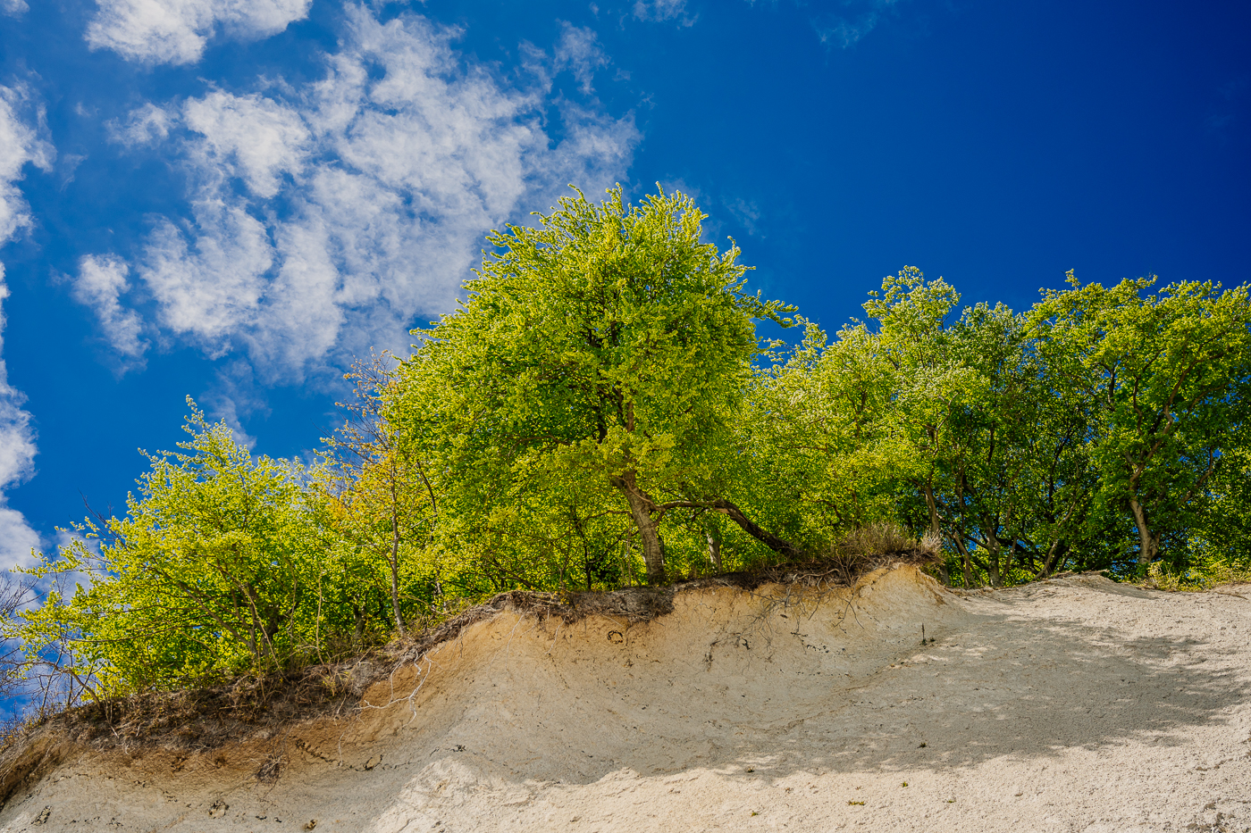Frühlingsgrüne Buche über einer steilen erodierten Kreidekante im Nationalpark Jasmund vor tiefblauem Himmel.