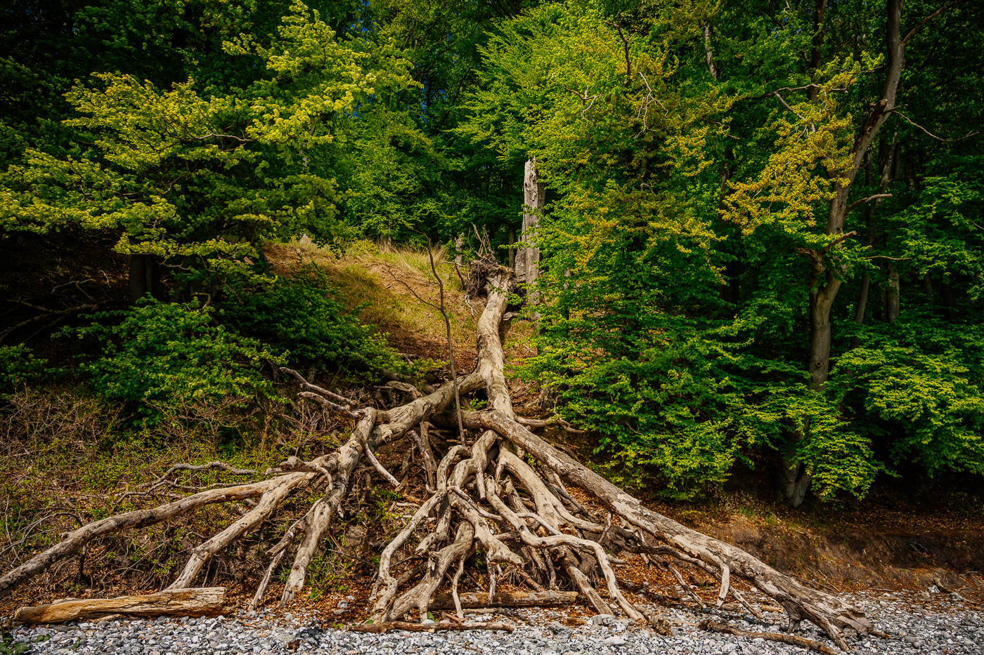 Umgestürzter Baum mit weit freigelegtem Wurzelwerk am Strand unter dem Buchenwald der Kreideküste von Jasmund.