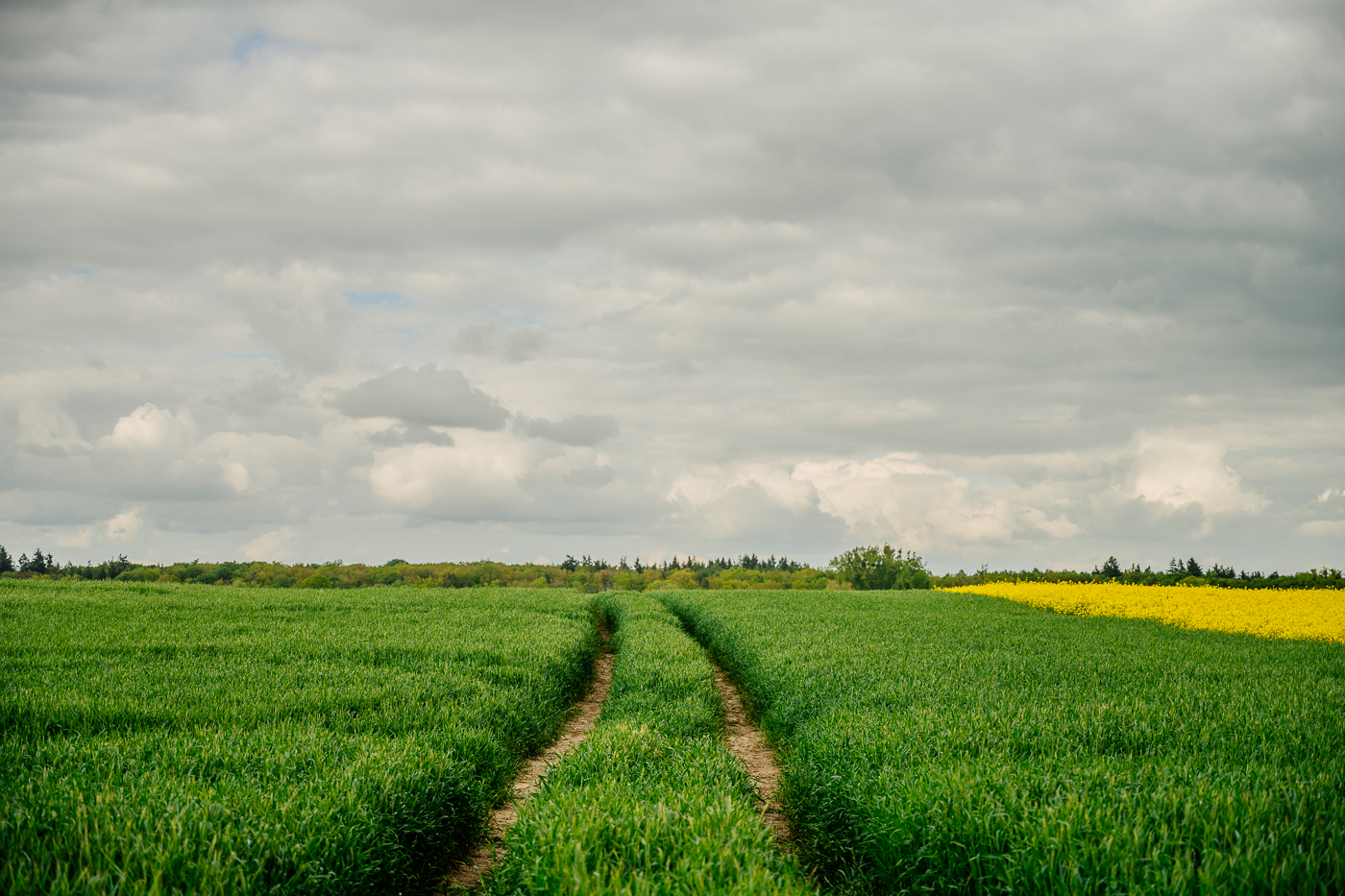 Fahrspuren durch ein grünes Feld unter schwerem Wolkenhimmel nahe der Wüsten Kirche in der Nordwestuckermark.