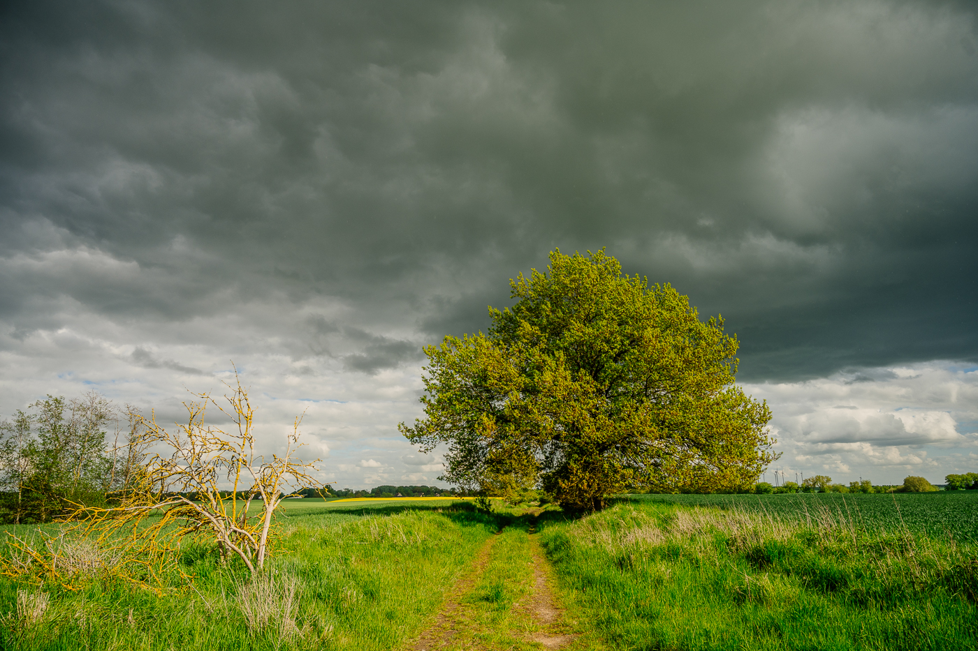 Alter Feldweg unter einem großen Laubbaum bei der Wüsten Kirche in der Nordwestuckermark.