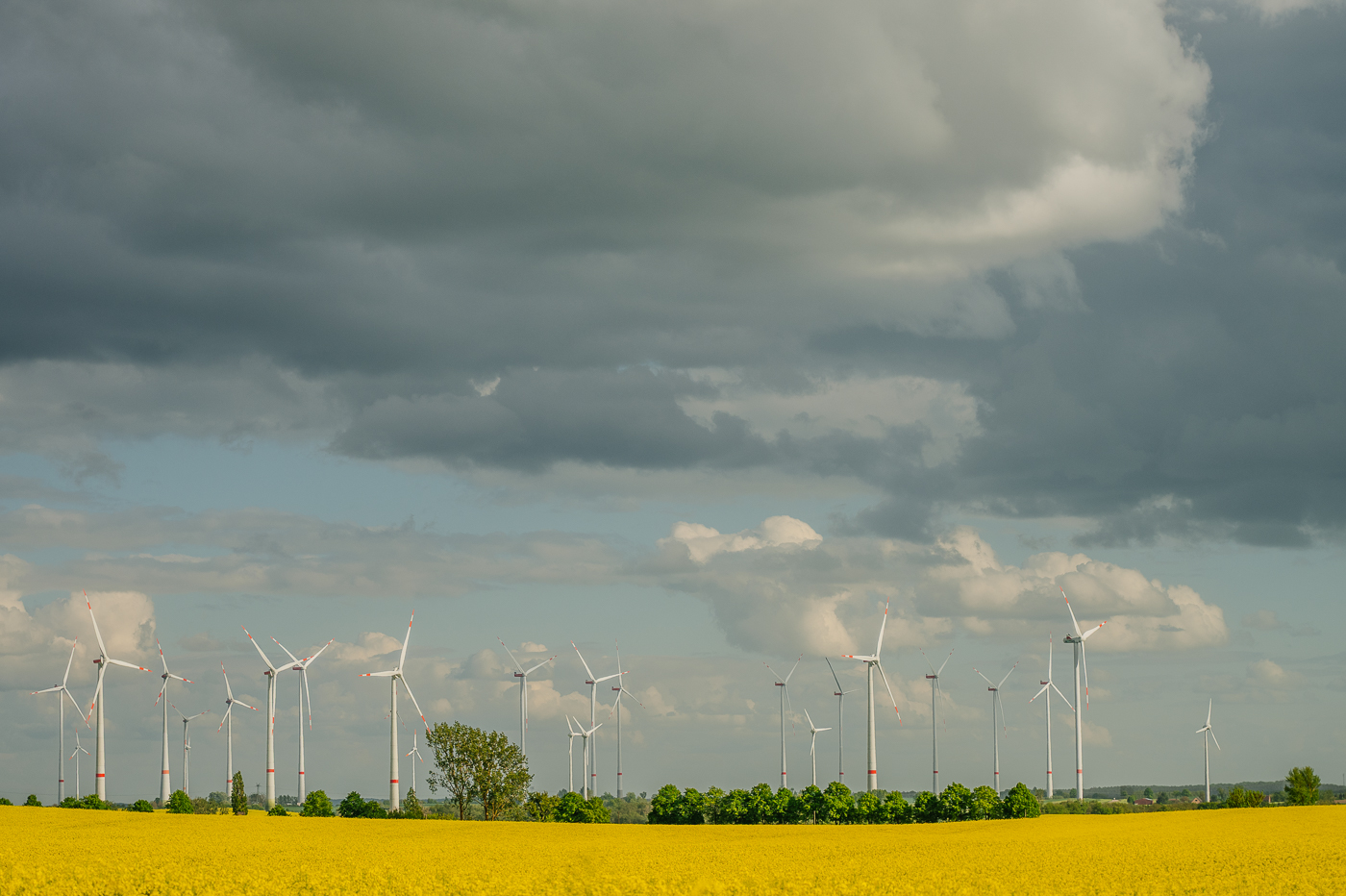 Windräder hinter einem weiten gelben Rapsfeld bei Falkenhagen in der Nordwestuckermark.