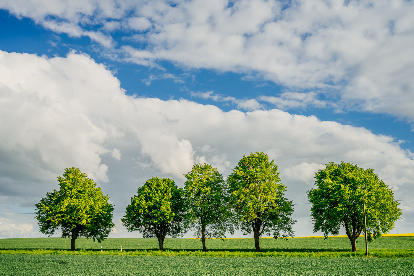 Reihe alter Laubbäume zwischen grünen Feldern unter weitem Himmel in der Nordwestuckermark.