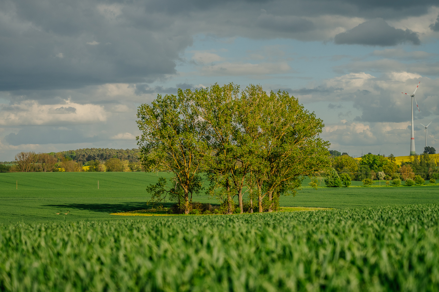 Kleine Baumgruppe inmitten weiter grüner Felder mit Windrädern am Horizont.
