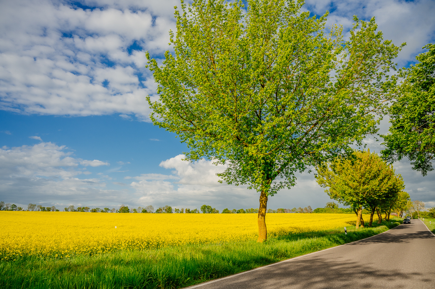 Landstraße mit Baumreihe entlang eines blühenden Rapsfeldes in der Nordwestuckermark.