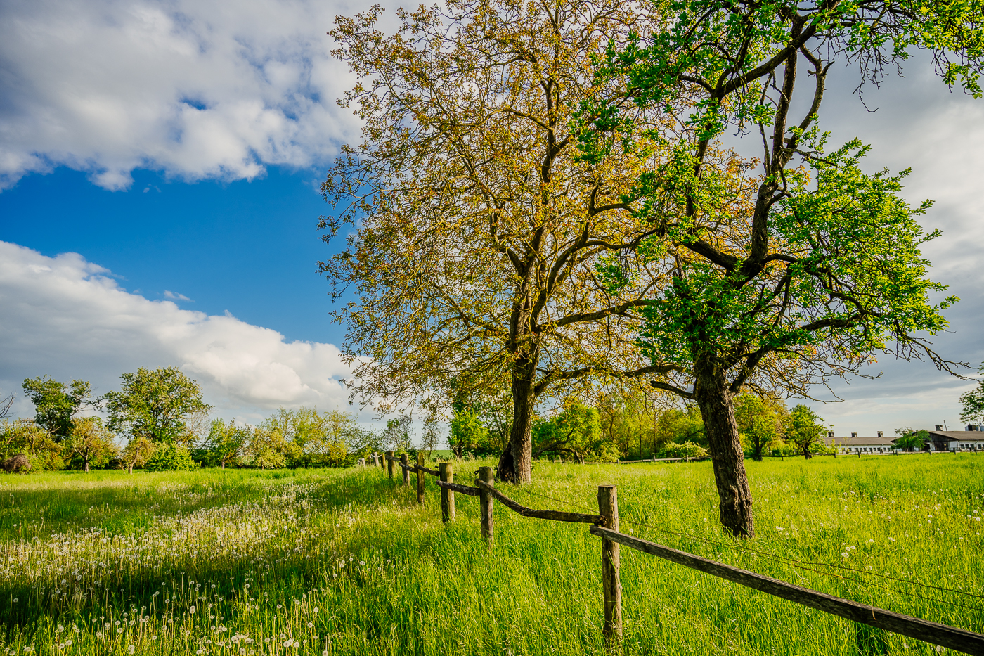 Alte Laubbäume und Holzzaun auf einer weitläufigen Wiese in Holzendorf.
