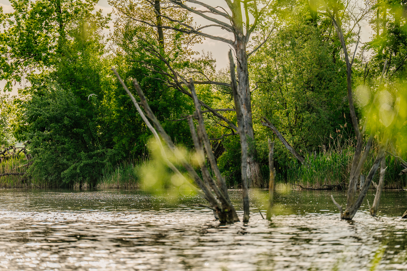 Abgestorbene Baumstämme stehen im Wasser des wiedervernässten Holzendorfer Sees.