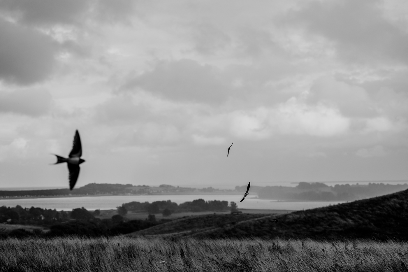 Schwalben über den Zickerschen Bergen bei Groß Zicker mit dem Greifswalder Bodden im Hintergrund.