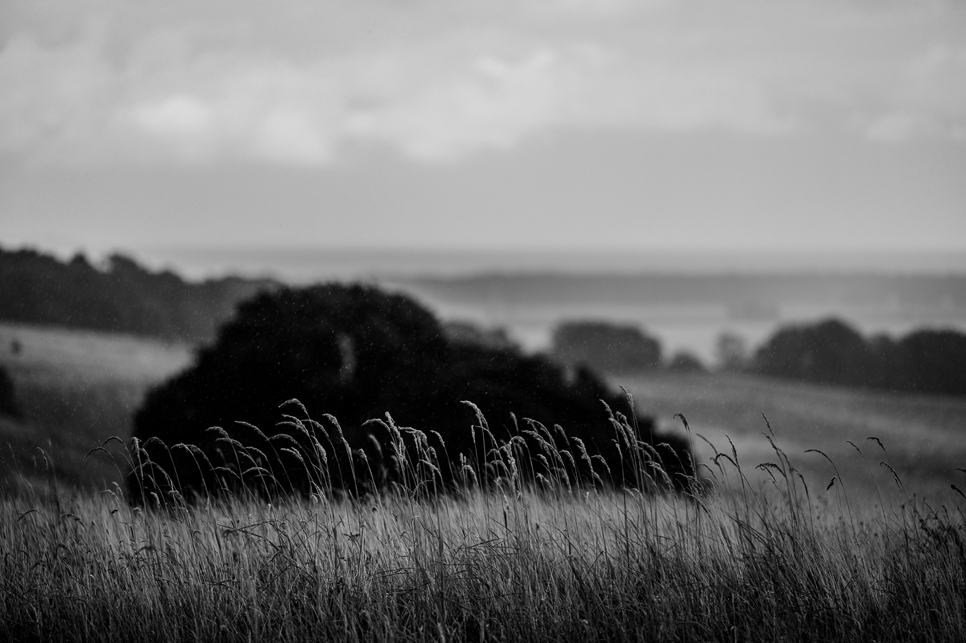 Gräser im Regen auf den Zickerschen Bergen bei Groß Zicker mit dem Greifswalder Bodden im Hintergrund.