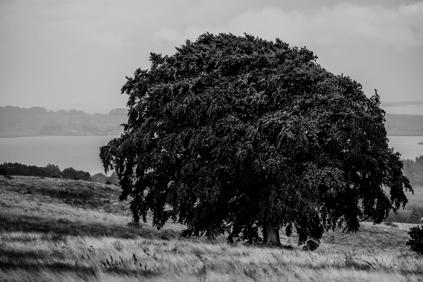 Große alte Buche inmitten der offenen Wiesenlandschaft der Zickerschen Berge bei Groß Zicker auf der Insel Rügen.