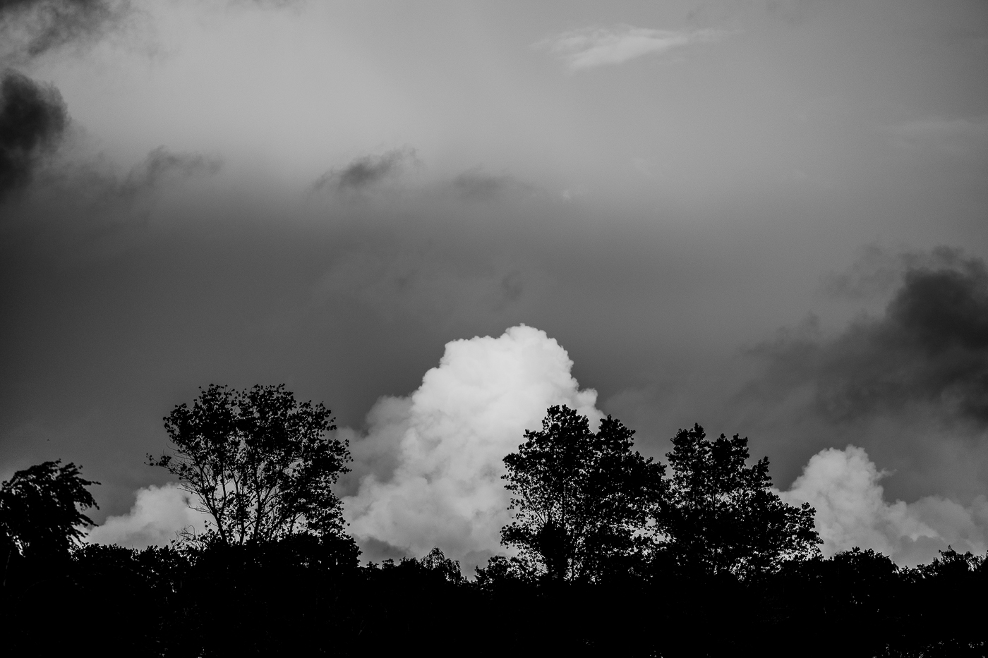 Helle Quellwolken steigen hinter den dunklen Baumkronen auf Mönchgut auf und kündigen wechselhaftes Spätsommerwetter an.