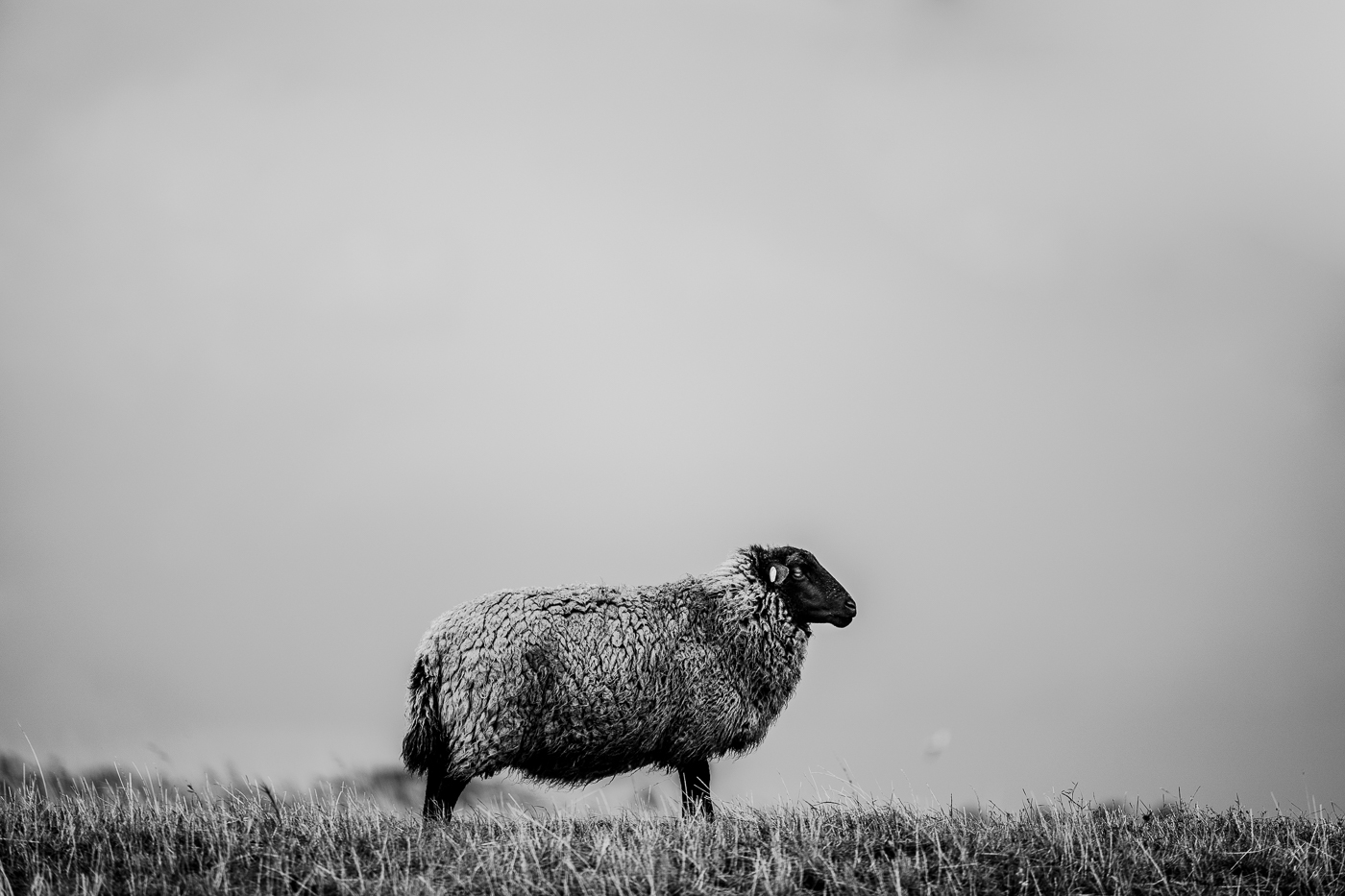 Ein Pommernschaf steht allein auf einer Wiese bei Groß Zicker auf Mönchgut unter einem weitgehend leeren Himmel.
