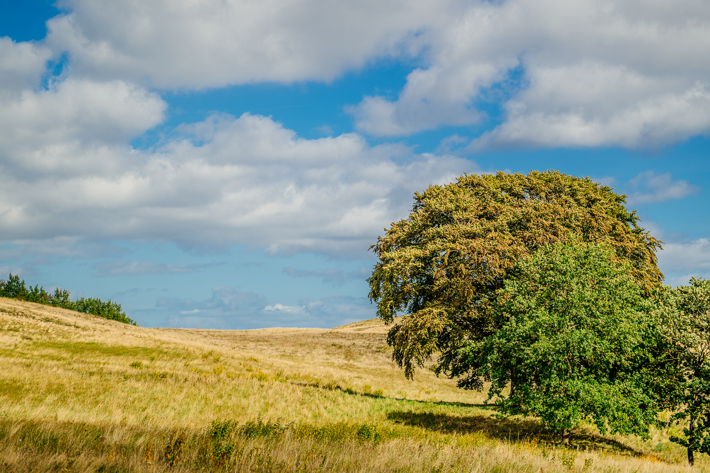Großer Laubbaum im goldenen Gras der Zickerschen Berge auf Mönchgut, darüber blauer Himmel mit mächtigen Septemberwolken.