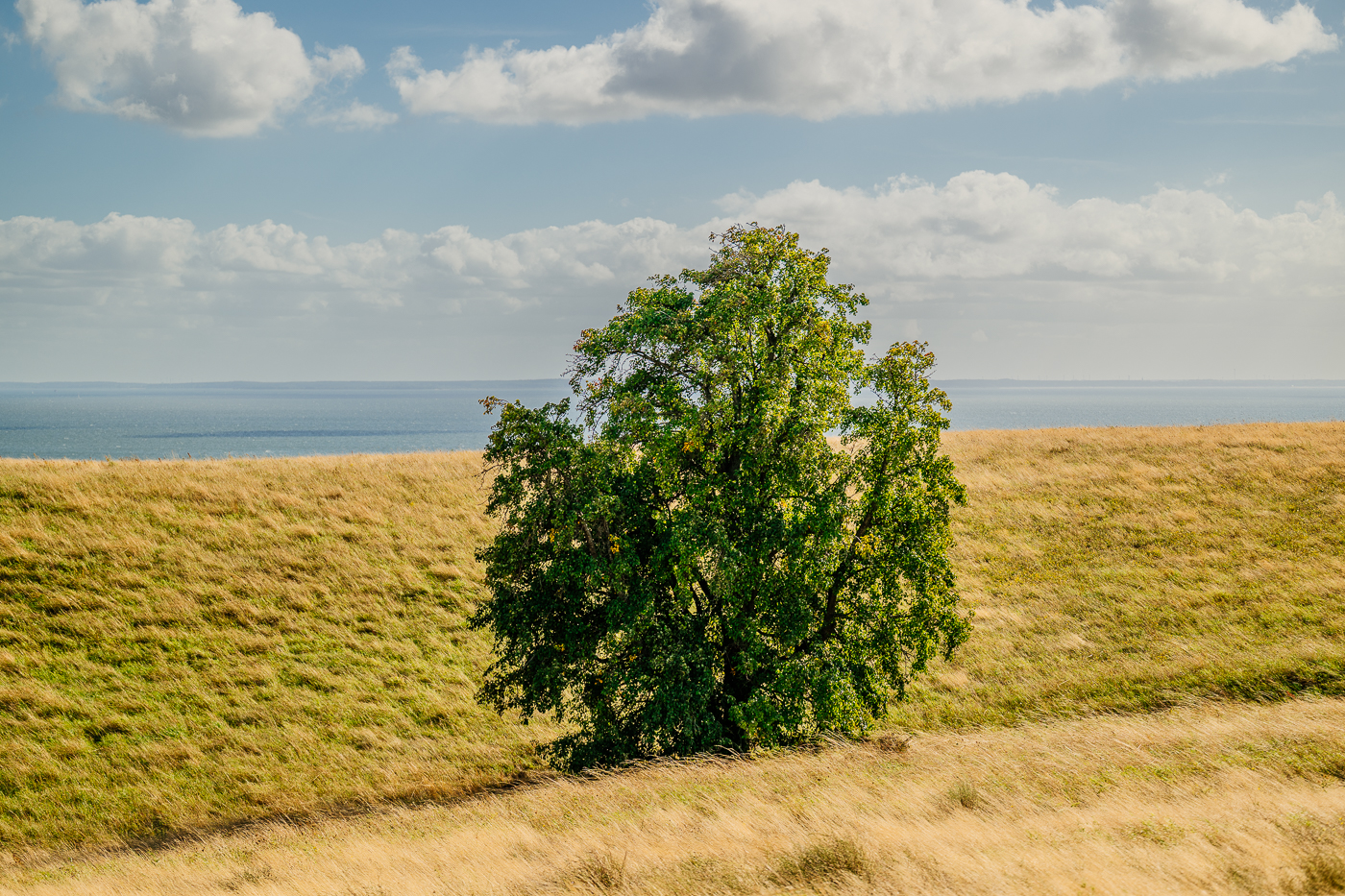 Ein einzelner grüner Baum steht im goldenen Gras der Zickerschen Berge auf Mönchgut, dahinter liegt der Greifswalder Bodden.