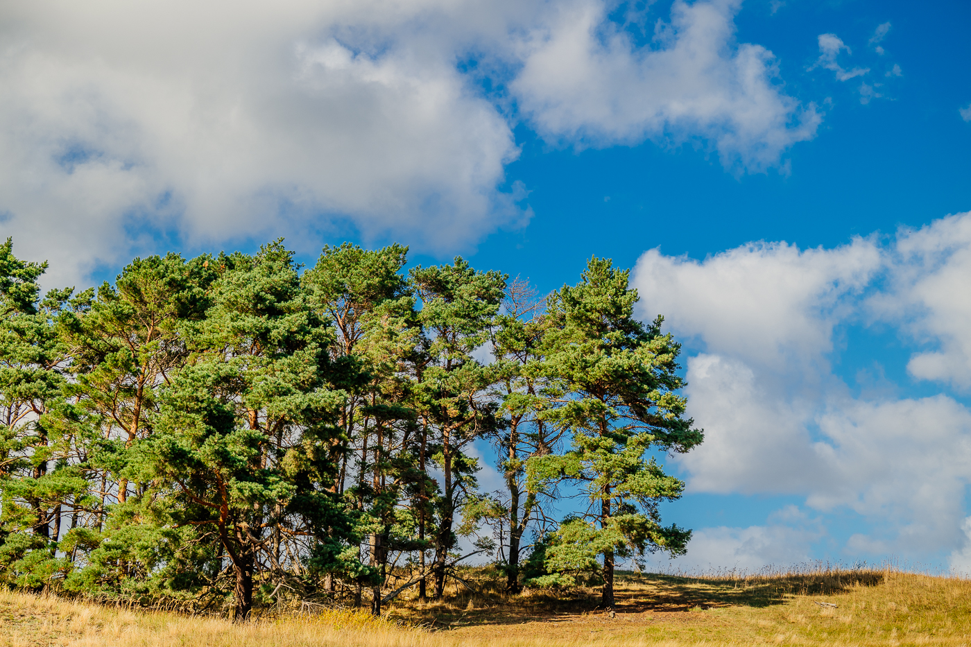 Kiefern auf einer Anhöhe der Zickerschen Berge auf Mönchgut unter blauem Himmel und großen weißen Septemberwolken.