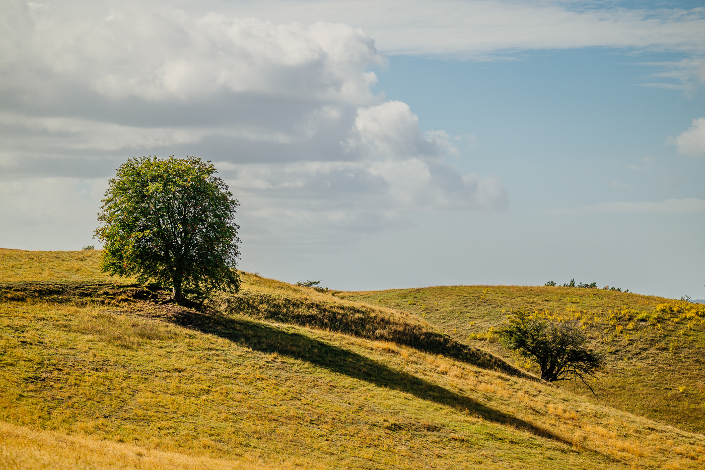 Lange Schatten zweier Bäume ziehen über das goldene Gras der Zickerschen Berge, während Wolken über Mönchgut ziehen.
