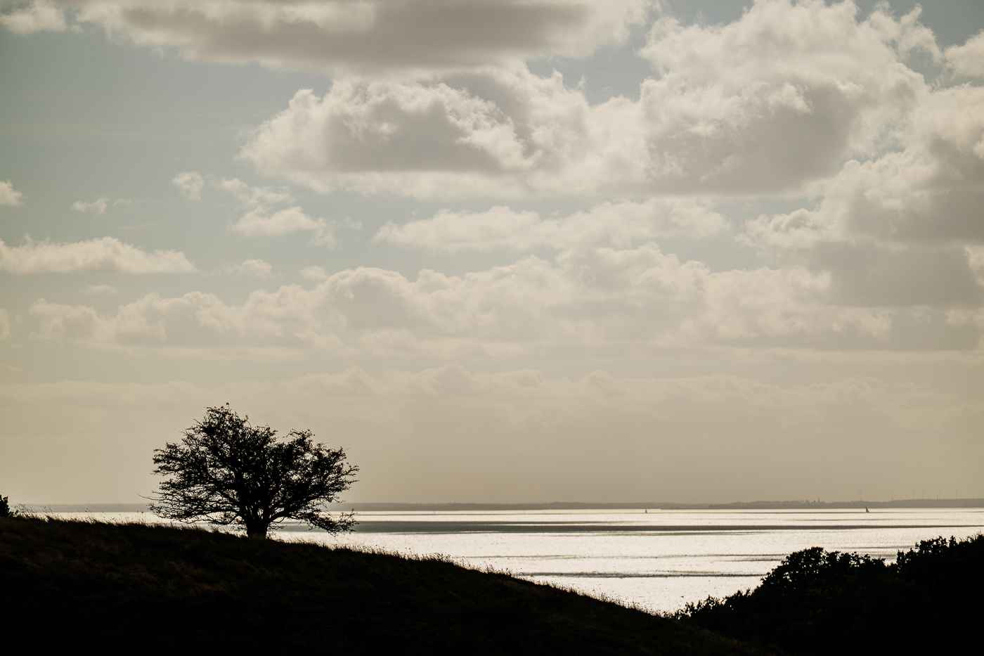 Ein einzelner Baum als dunkle Silhouette über dem silbrig glitzernden Greifswalder Bodden, gesehen von den Zickerschen Bergen.